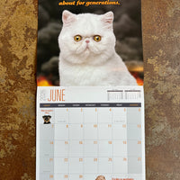 Social Justice Kittens 2026 Wall Calendar