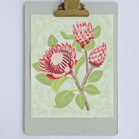 King Protea Blooms Paint by Numbers Kit